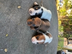 Miniature Dachshunds