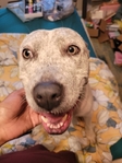 Pitbull/Heeler Mix Free