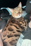 1 yr old Bengal cat