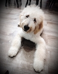 Goldendoodle- last but not least!