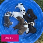 Pitbull puppies