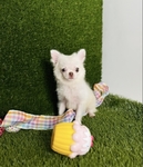 Chihuahua puppies Look!