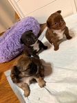 CKC PomChi Puppies-4Weeks Old