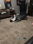 4 year old Great Dane, Male (intact), Merle, Free to a good home