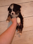 Toy aussie female black tri
