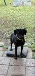 Free black lab pup 8 months old