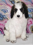 Male AKC Standard Poodles