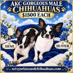 AKC Registered Adorable Male Chihuahuas