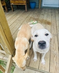 Lab Puppy