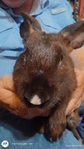 TAMUK Bunnied