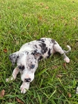 3/4 Border Collie Puppies