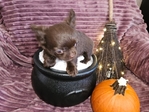 Long-haired Male Chihuahua Puppy