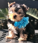 AKC Yorkie Puppies
