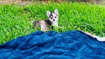 Chihuahua puppies Teacups & Tiny Toys