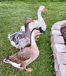 Moving—Birds Needing New Homes