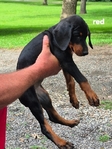 AKC Doberman Pinscher puppies