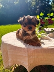 Yorkie