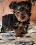 Yorkie puppies