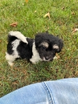 CKC MALE MORKIEPOO ($400.00 )