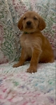 AKC Registered Golden Retriever puppies