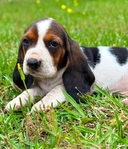 AKC Basset Hound Puppies