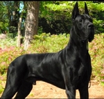 Solid Black Male Great Dane Puppy