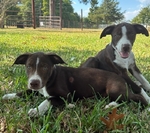 Border Collie x Catahoula Puppies