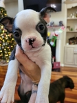 Beautiful Boston Terrier