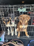 Registered Standard Australian Shepherds