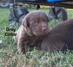 AKC Labrador Retriever puppies