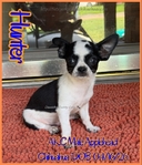 AKC Male Applehead Chihuahuas