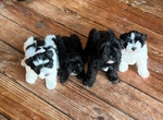 Toy-mini Schnauzer Pups for Sale
