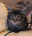 KITTENS