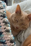 2 Year Old Orange Cat