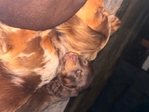 Male dachshund