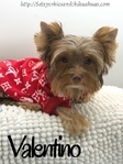 AKC Mini Male Chocolate & Tan Yorkie
