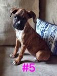 Boxer Puppies