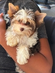 Adorable AKC Tiny Male Yorkie