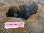 Beautiful Cane Corso (italian mastiff) puppies!