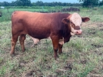 Young herd bulls
