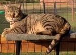 Registered Bengal kittens