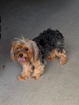 Miniature dachshund &Yorkie