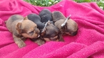 Reg. Yorkie babies