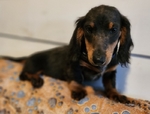Dachshunds Mini Long-Haired Price Reduced