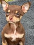 AKC Stunning Female Chihuahua