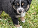Mini Australian Shepherd Puppy