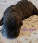 Majestic Cane Corso puppies! Taking deposits!