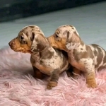 Miniature Dachshund Puppies for Adoption