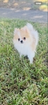Teacup Pomeranian Female