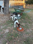 German shorthair pointers
